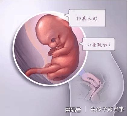 胚胎培養